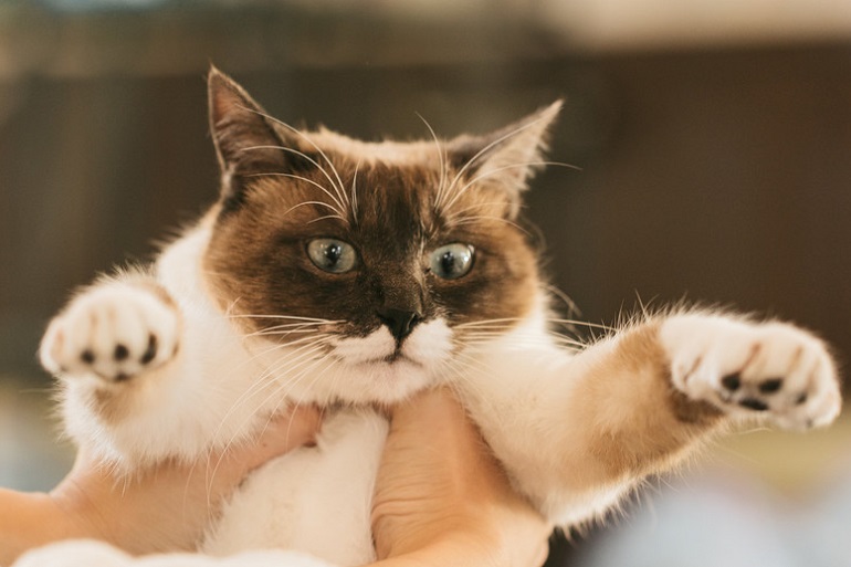 猫を撫でると緊張感が薄れるってホント？